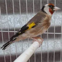 قناری سهره چهار گل جوجه قفسی مست|پرنده|مشهد, امیر آباد|دیوار