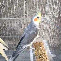 عروس هلندی معامله
