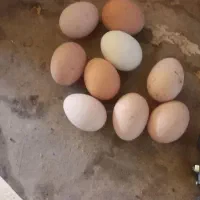 تخم مرغ لاری