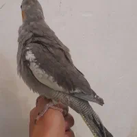 عروس هلندی|پرنده|رشت, حمیدیان|دیوار