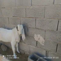بزغاله گلابی