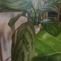 ۵عدد گل سرحال خوشگل بفروش میرسد|گل و گیاه طبیعی|تهران, تهرانپارس غربی|دیوار