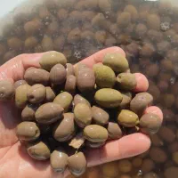 زیتون خانگی