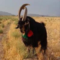 بز، چپش، پازن، خلج ترکی|حیوانات مزرعه|شیراز, شهرک گلها|دیوار