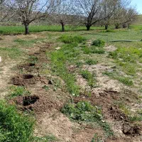 انواع چاله کنی درخت و گل