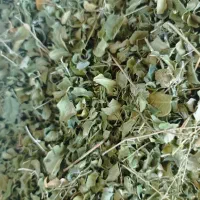 برگ خشک مورینگا برداشت خرداد ۱۴۰۵