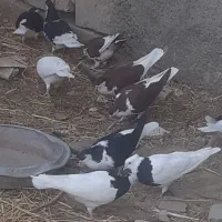 کبوتر رنگه|پرنده|گلبهار, شهر جدید گلبهار|دیوار