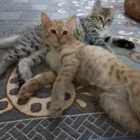 واگذاری دوتا بچه گربه ۵ماهه