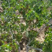 فروش باغ پسته در باغستان علیا|فروش زمین و ملک کلنگی|اسلامیه, |دیوار