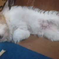 سگ پاکوتاه شیتزو