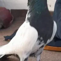 انگشترکبوتر قشنگ|بدلیجات|بجنورد, |دیوار