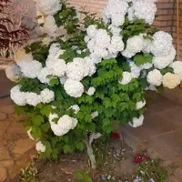 خدمات باغبانی و فضای سبز گل چمن نهال هرس و...|خدمات باغبانی و درختکاری|مشهد, توس (بلوار توس)|دیوار