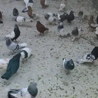دسته بهبهانی