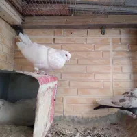 کبوتر چشم پرتقالی اصیل|پرنده|دهاقان, |دیوار