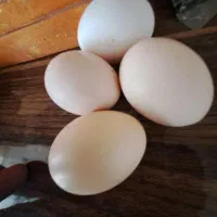 تخم مرغ نطفه دار تضمینی