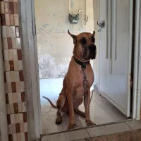 سگ گریت دین نر ۴ ساله|سگ|اهواز, کمپلو شمالی|دیوار