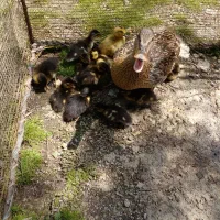 ** جوجه اردک با مادر **