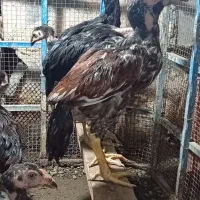 مرغ و خروس