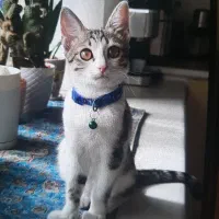 واگذاری رایگان فقط اگه شرایط نگهداری در منزل دارید|گربه|لاهیجان, کوی آزادگان|دیوار