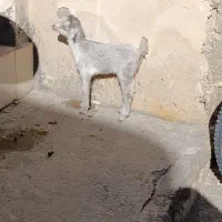 فقط تماس پاسخگو هستم