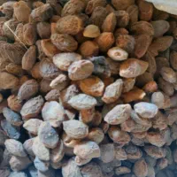 فروش زردالو با هسته|خوردنی و آشامیدنی|رزن, |دیوار