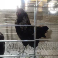 امرکانا تخم ابی کیفیت بالا