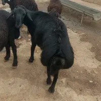 شیشک