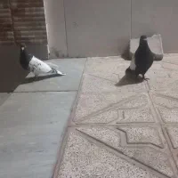 نر سینه سیاه ماده سر قهوه ای خوشکل