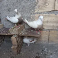 دو عدد کبوتر دم زرد