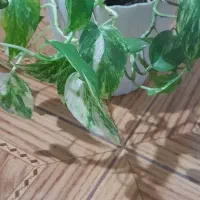 گل پتوس بزرگ|گل و گیاه طبیعی|رشت, چمارسرا|دیوار