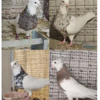 نر طوقی کرمانشاهی
