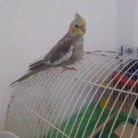 جوجه عروس هلندی|پرنده|لاهیجان, کوی خزر|دیوار