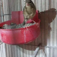 قناری ماده آماده آماده