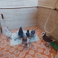 کفتر کبوتر ملقی