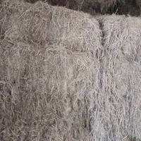 کاه برنج یا کلش کپک برنج
