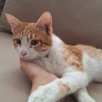 گربه حمایتی