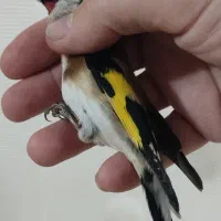 سهره نر|پرنده|اردبیل, |دیوار