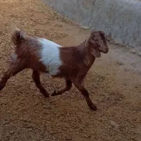 بزغاله نر و ماده