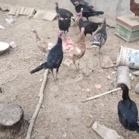 بقلمون|حیوانات مزرعه|جوادآباد, |دیوار