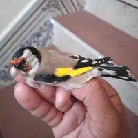 سهره نیم خال تک|پرنده|سرپل ذهاب, |دیوار