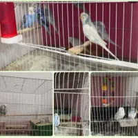 مرغ عشق. کوتوله