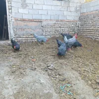 تخم نطفه دار پیلموت راک