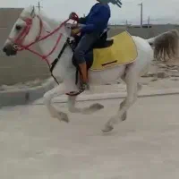 فروش اسب نریون نژاد ترک|اسب و تجهیزات اسبسواری|گله دار, |دیوار