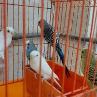پرنده