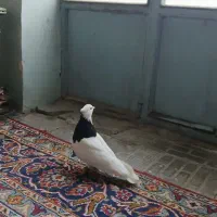 نر طوقی|پرنده|خرم‌آباد, |دیوار