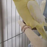 جفت عروس هلندی