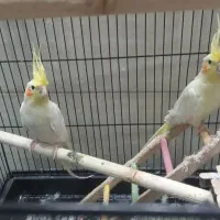 عروس هلندی|پرنده|یزد, |دیوار