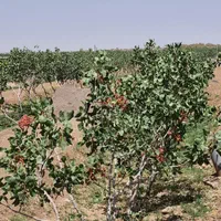 باغ پسته دیوارکشی شده +آب