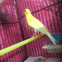 قناری طلایی نر|پرنده|اردبیل, |دیوار