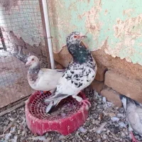 چند عدد کبوتر فروشی